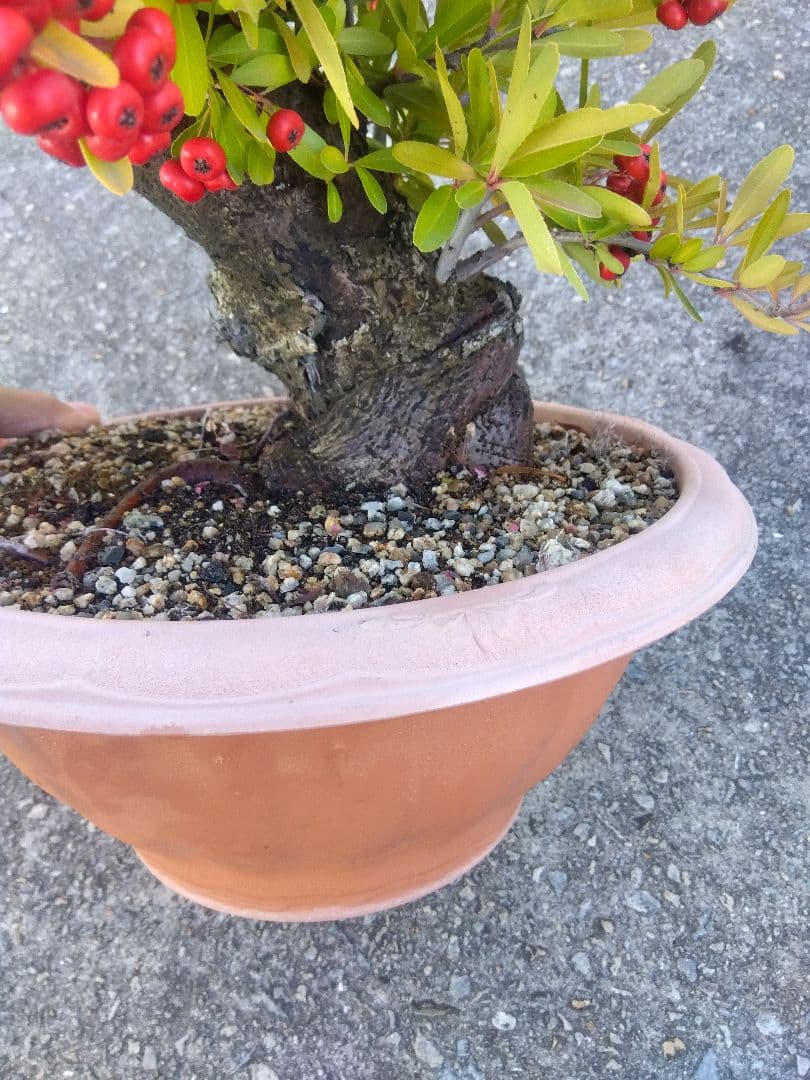 ピラカンサ　盆栽　10号鉢つき　特大❗　③