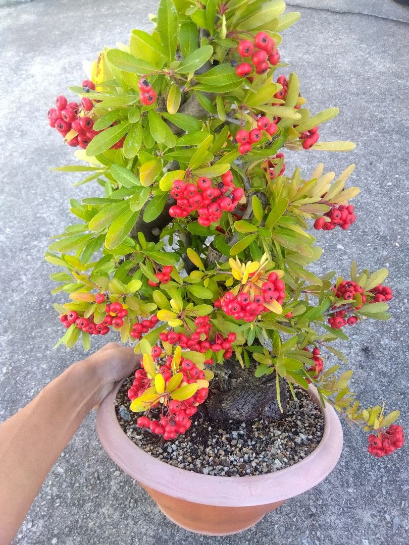 ピラカンサ　盆栽　10号鉢つき　特大❗　③