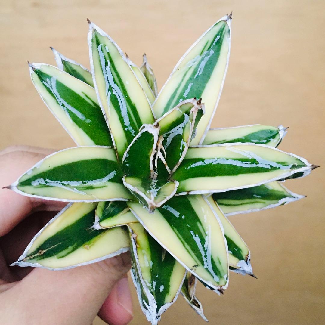 【稀少】5 笹の雪錦 クリーム覆輪斑 短葉 TC株 アガベ ビクトリアレジーナ