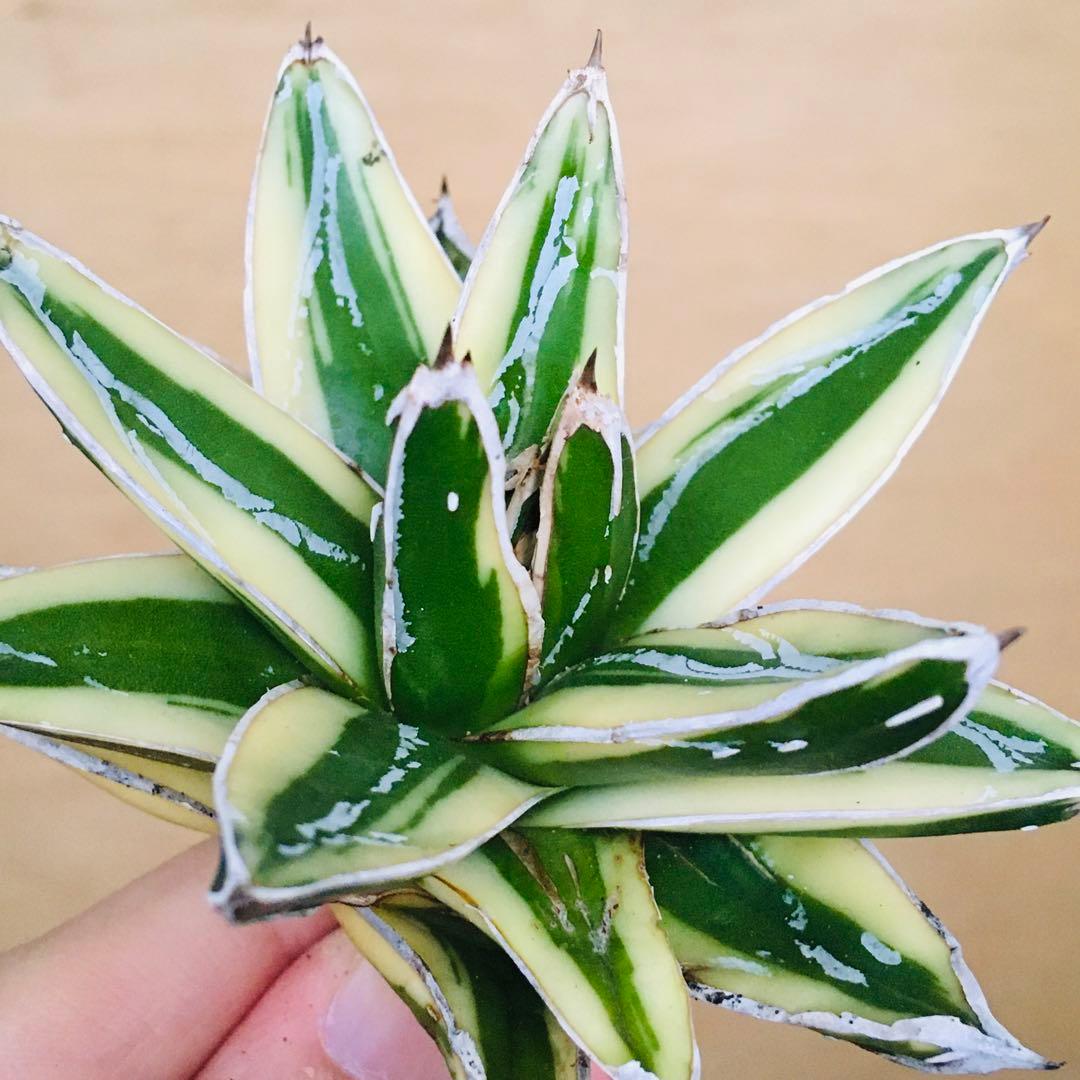 【稀少】5 笹の雪錦 クリーム覆輪斑 短葉 TC株 アガベ ビクトリアレジーナ