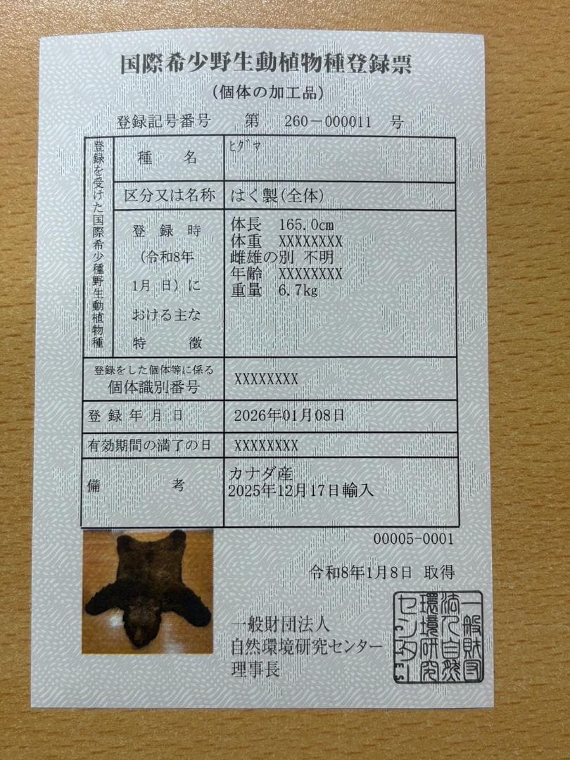 ★ 高品質 カナダ産 Grizzly ラグ　頭骨付　※CITES・登録票付