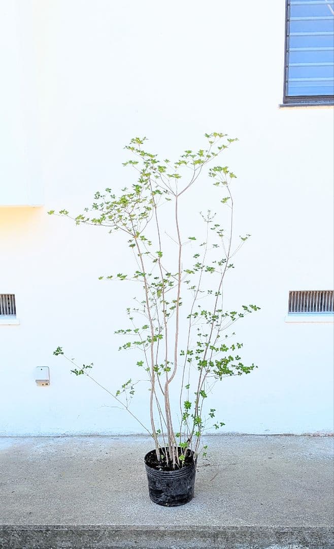 山採り鉢植え。天然ドウダンツツジ。