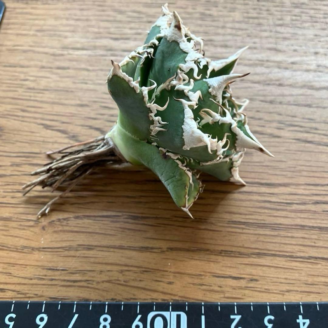 【オークション】10 超選抜　美株　太棘　アガべ　チタノタ　白豪刺　TC