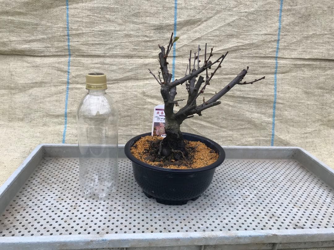 木瓜(ボケ)・放春花　6寸　5品種セット①