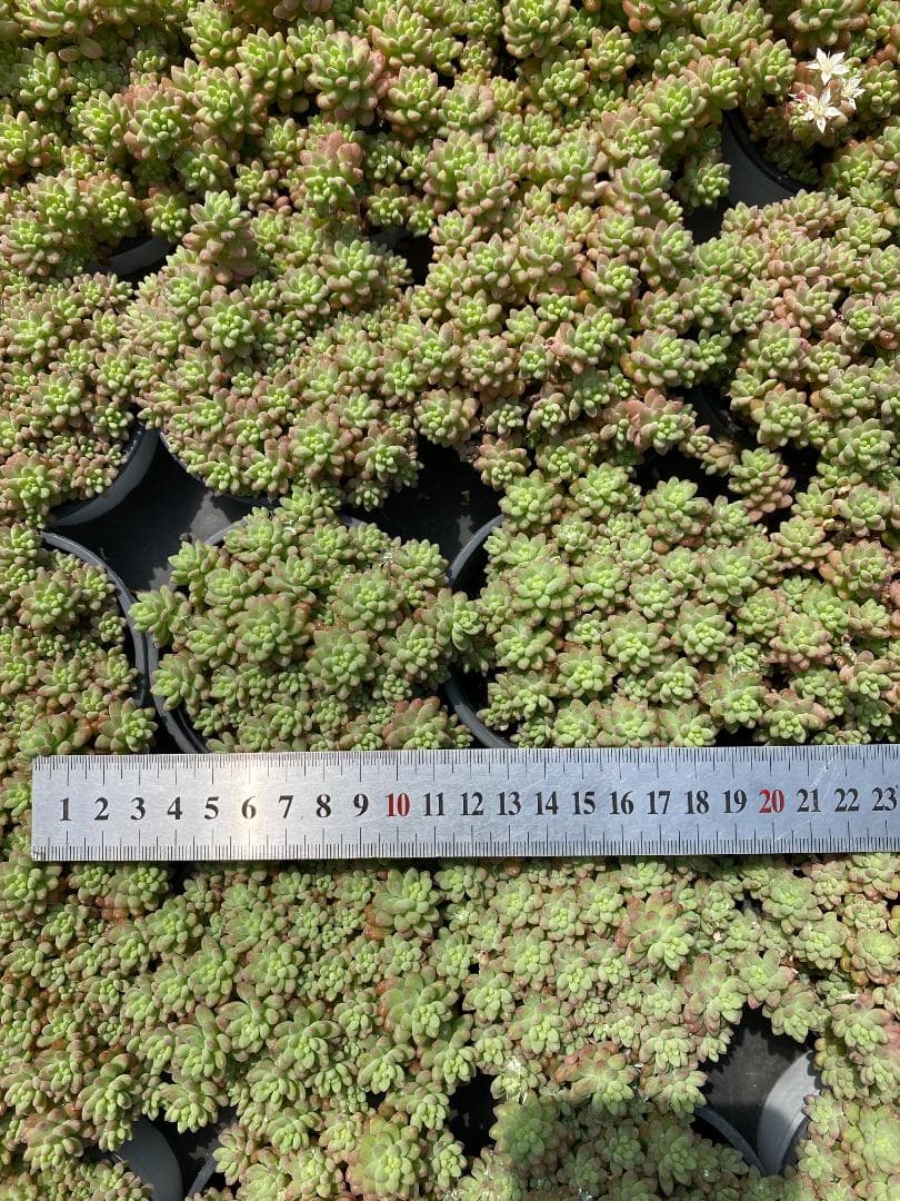 多*物様 花団錦 N256×24鉢 土鉢付き 多肉植物 アエオニウム サボテン