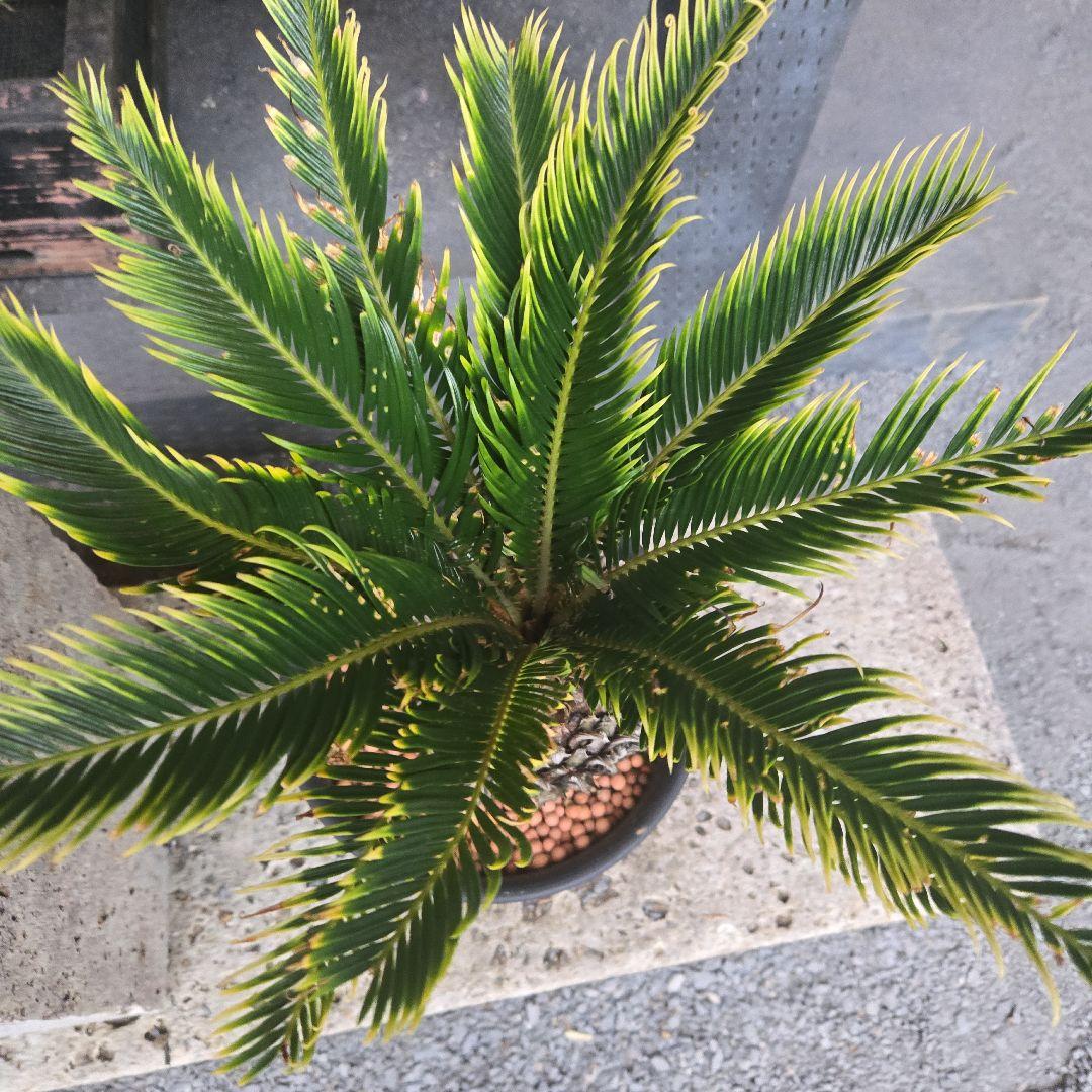 ④　金環ソテツ　７号　変わり葉　希少　期間限定セール‼️