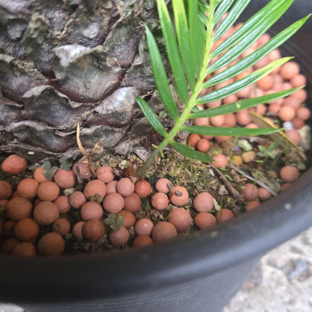 ④　金環ソテツ　７号　変わり葉　希少　期間限定セール‼️