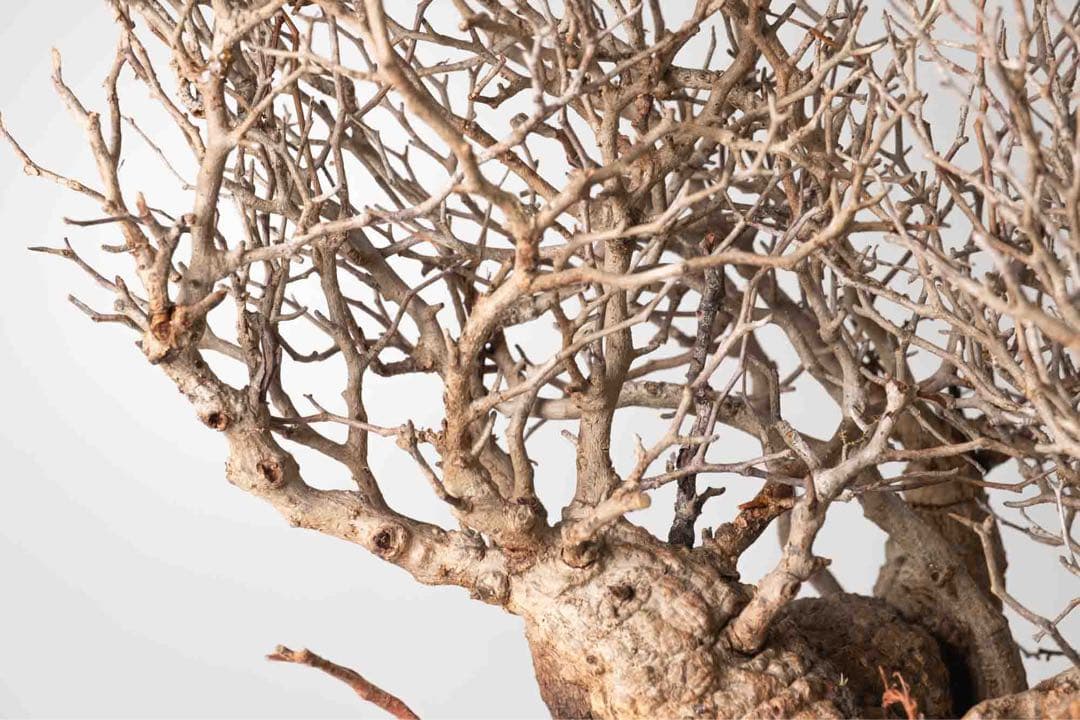 DP82　オペルクリカリア パキプス ベアルート株