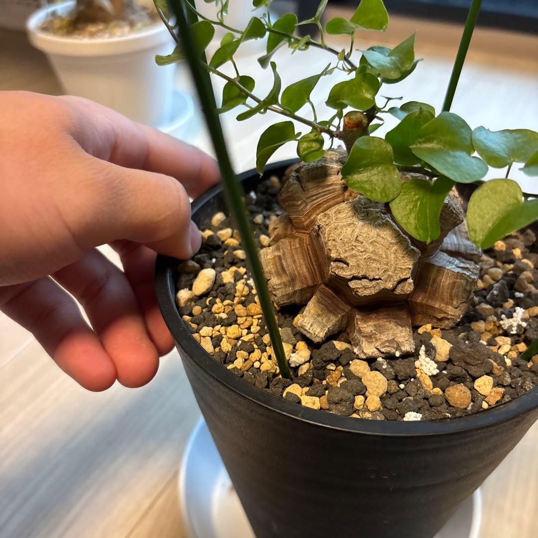 アフリカ亀甲竜　ディオスコレア　エレファンティペス