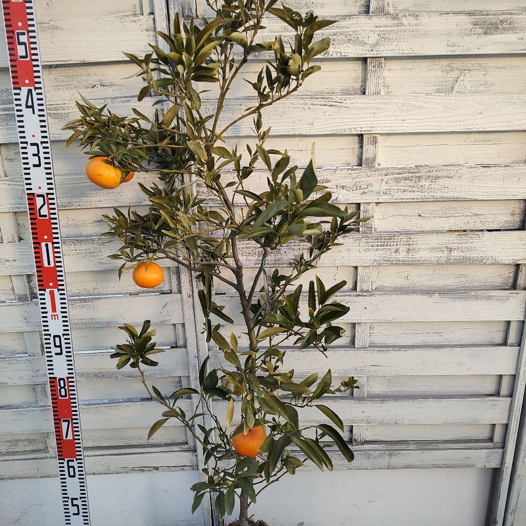 ド*ト様 麗紅 れいこう 5年生 苗木 登録品種 実つき！