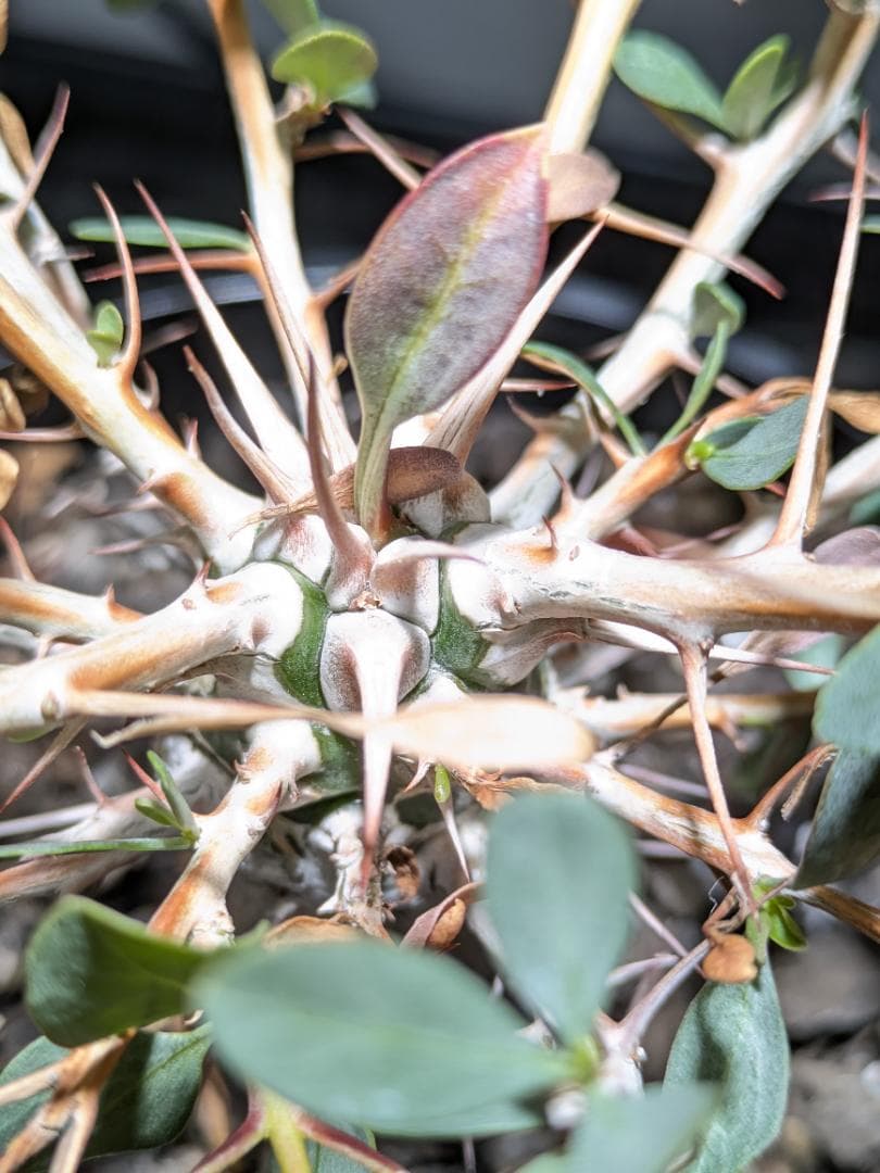 フォークイエリアコルムナリス観峰玉★プルプシーファシクラータトリステパキプス