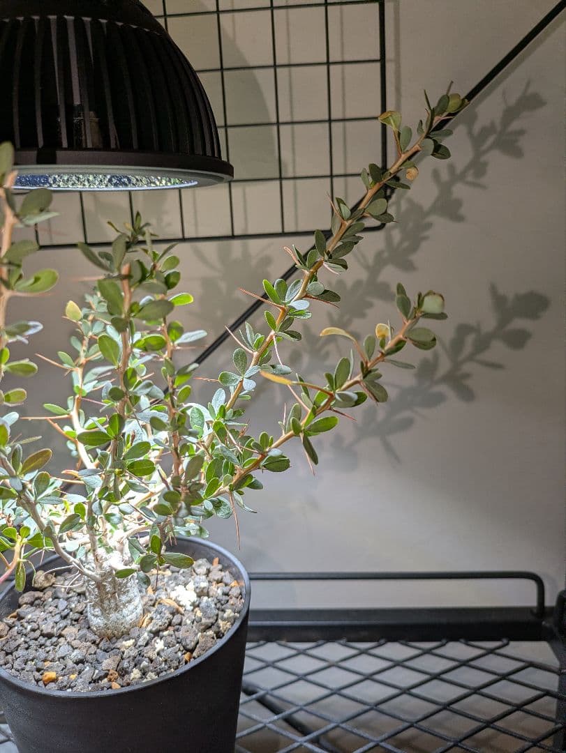 フォークイエリアコルムナリス観峰玉★プルプシーファシクラータトリステパキプス