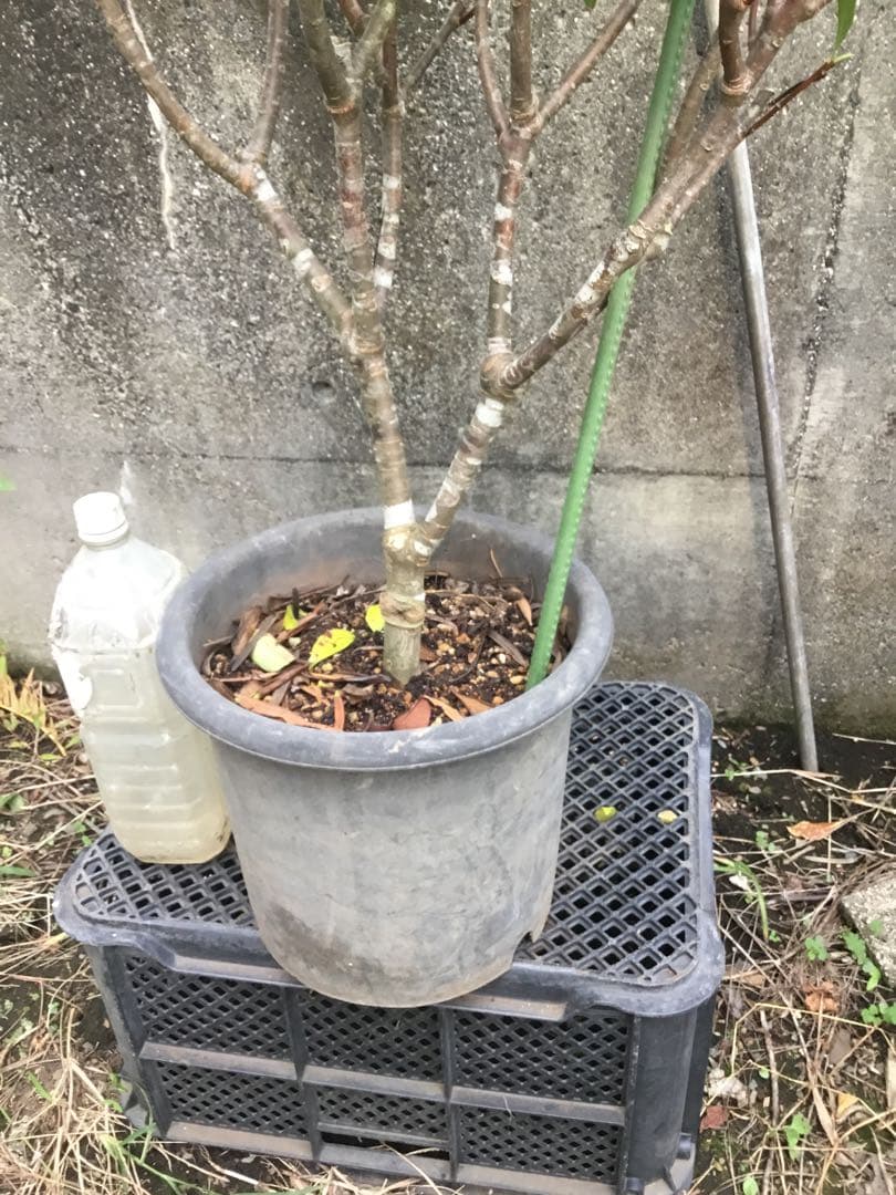沈丁花　赤９０センチ