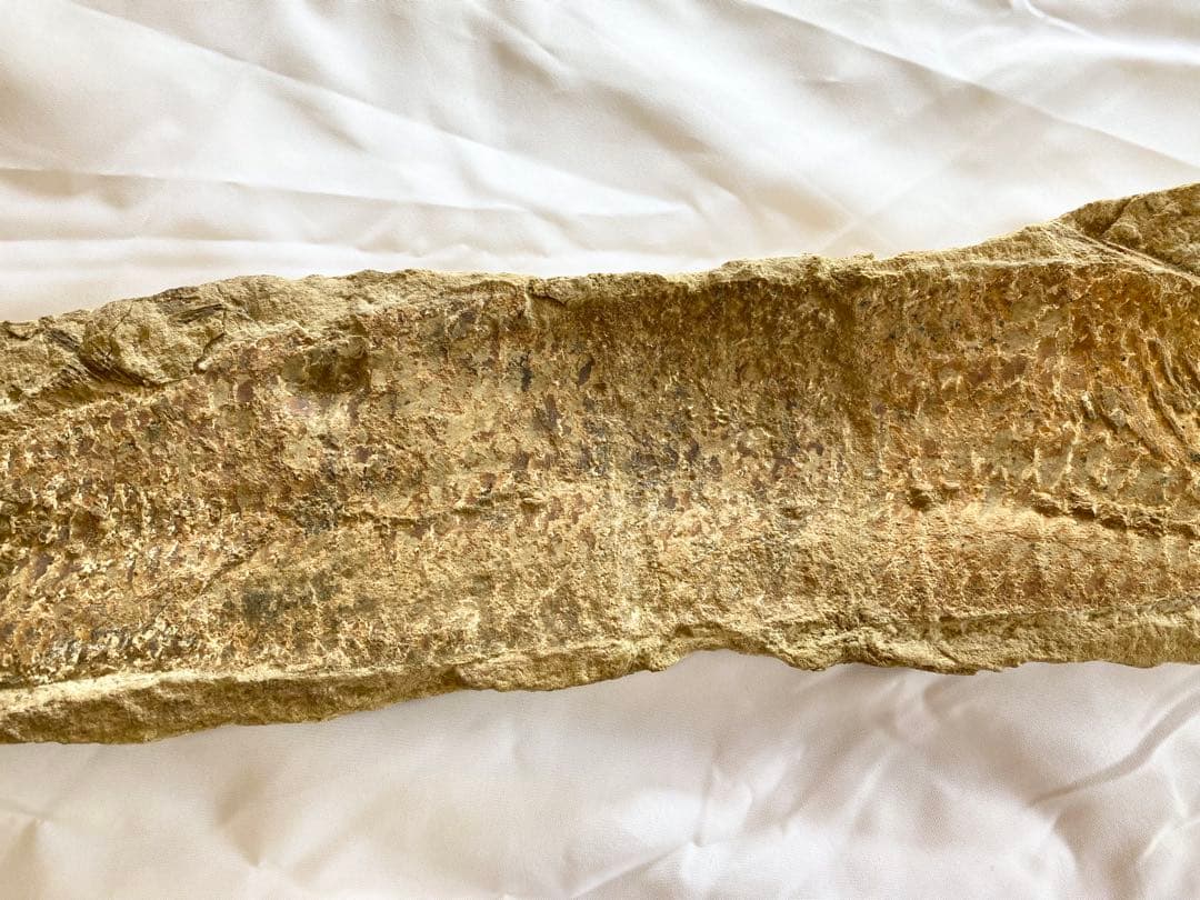 ブラジル産　魚の化石　4.7kg 62cm×14cm ①