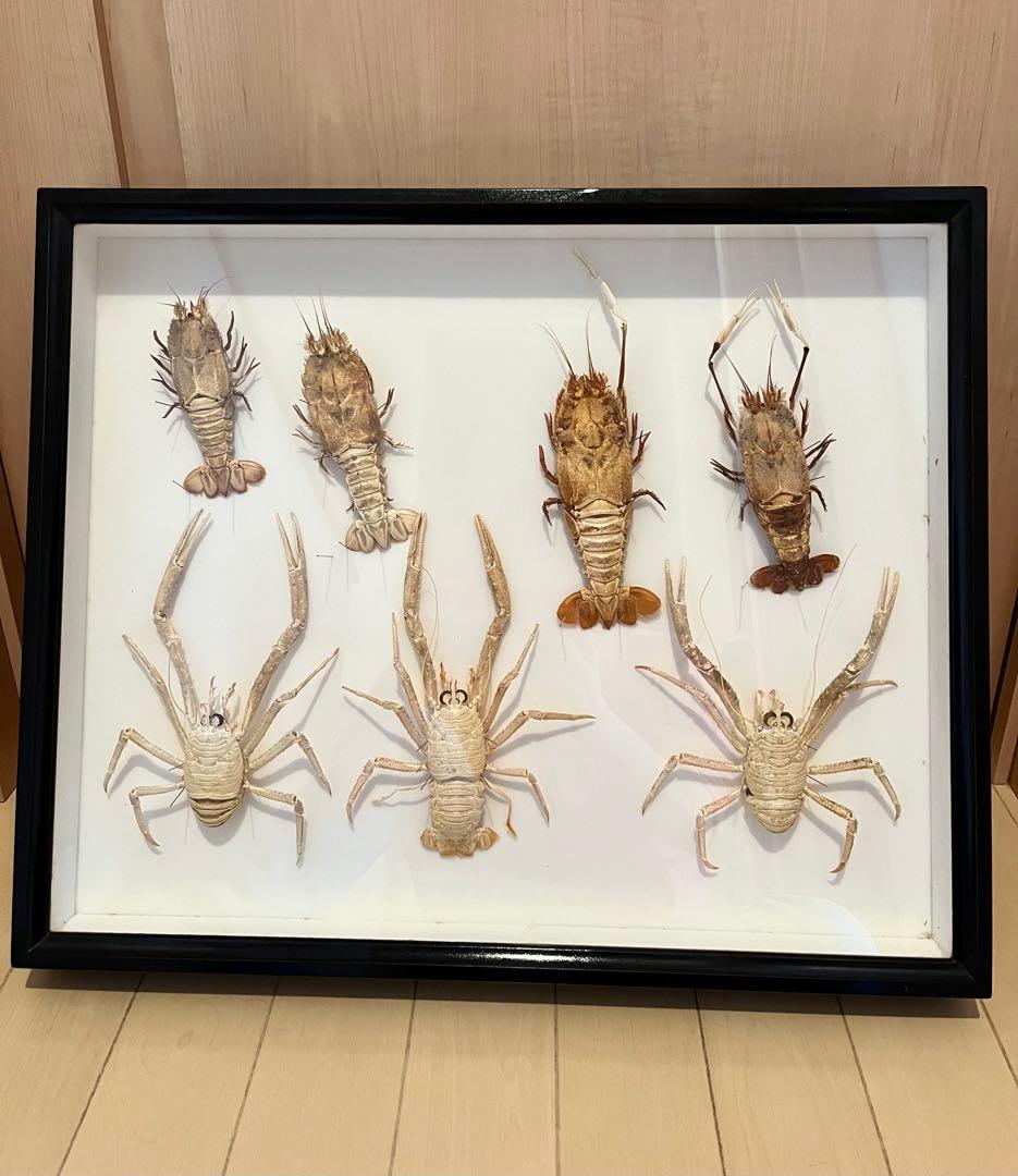 センジュエビとコシオリエビ標本　ドイツ箱入り　7個体