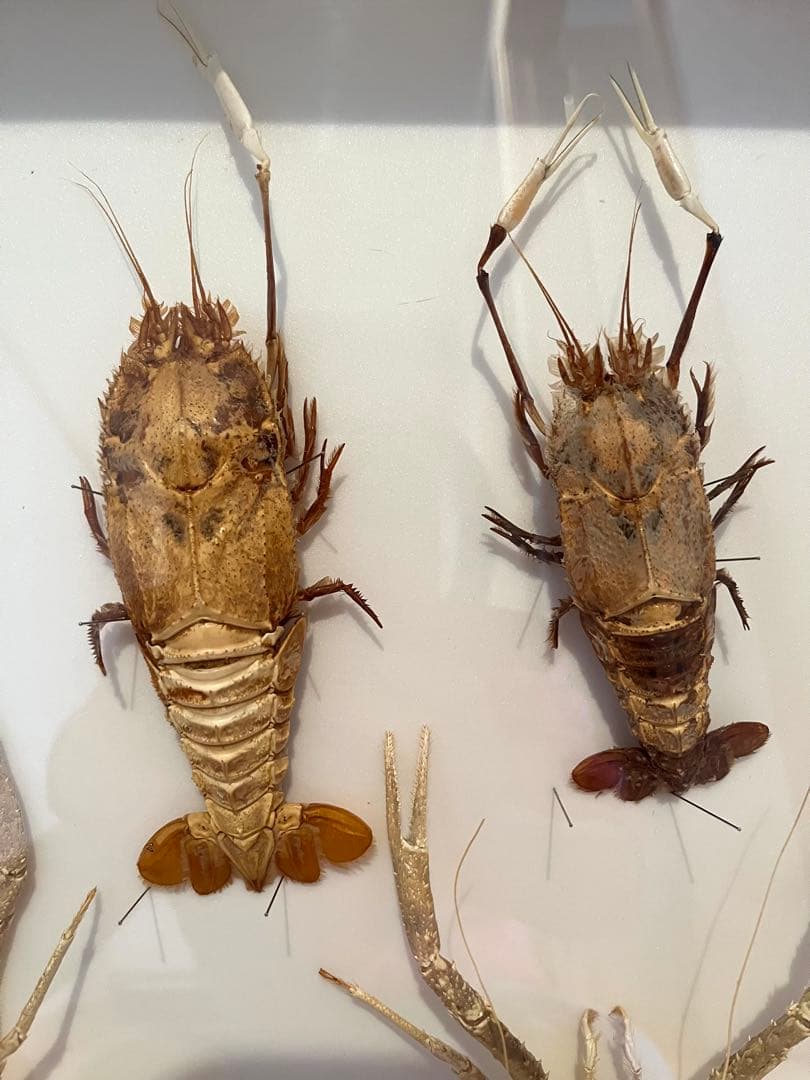 センジュエビとコシオリエビ標本　ドイツ箱入り　7個体