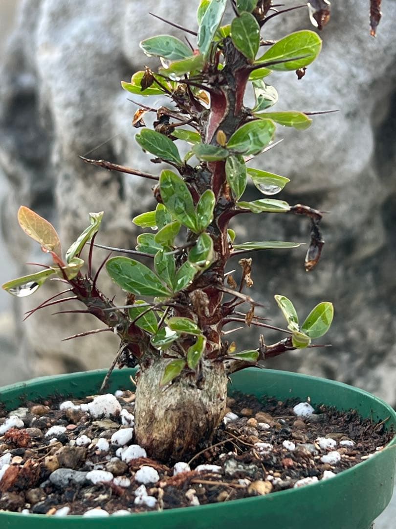 フォークイエリア　ファシクラータ　2025年産　沖縄実生株　極上樹形