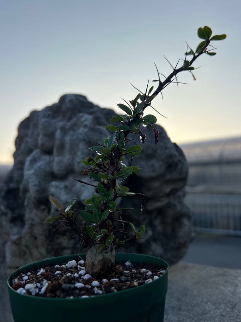 フォークイエリア　ファシクラータ　2025年産　沖縄実生株　極上樹形