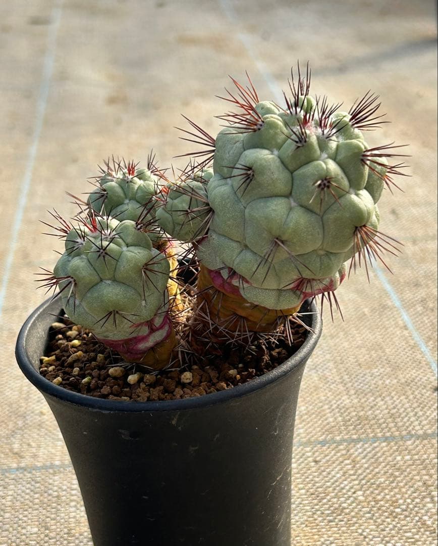 オルテゴカクタス　マクドガリー