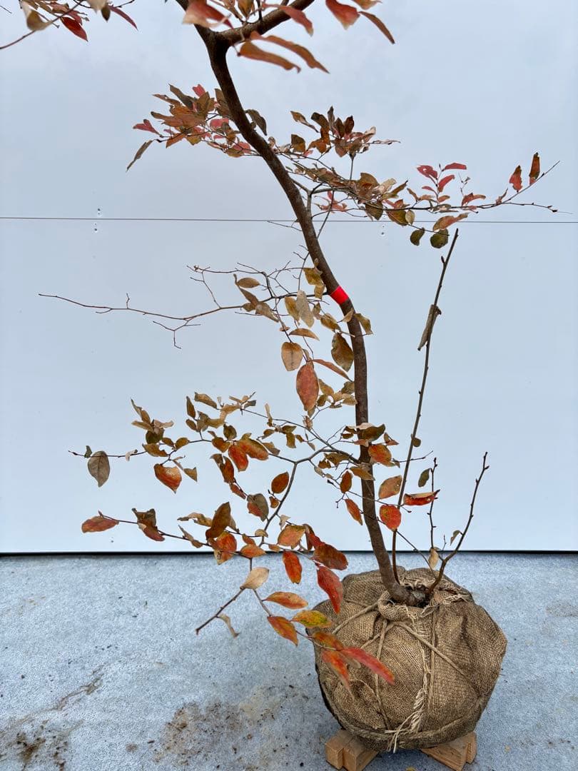 美しい紅葉 曲がり樹形 山採り ヤマコウバシ 669 樹高1.5m位 縁起担ぎ木