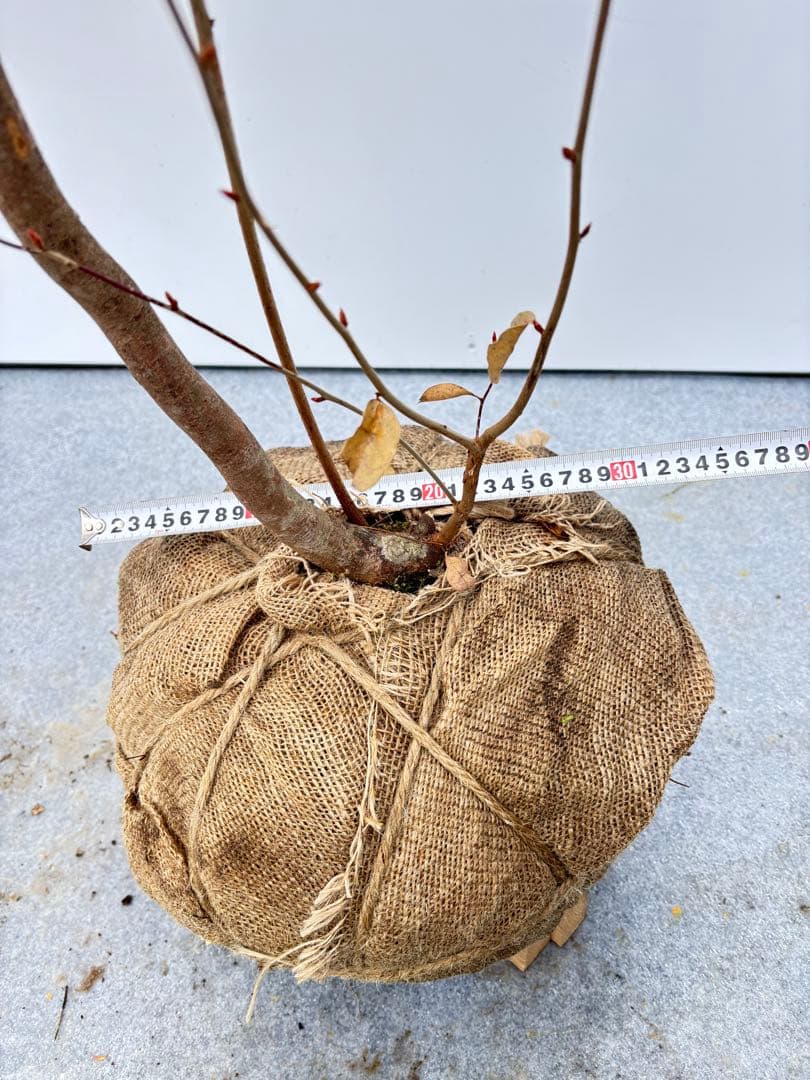 美しい紅葉 曲がり樹形 山採り ヤマコウバシ 669 樹高1.5m位 縁起担ぎ木