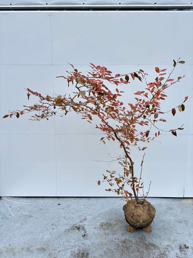 美しい紅葉 曲がり樹形 山採り ヤマコウバシ 669 樹高1.5m位 縁起担ぎ木