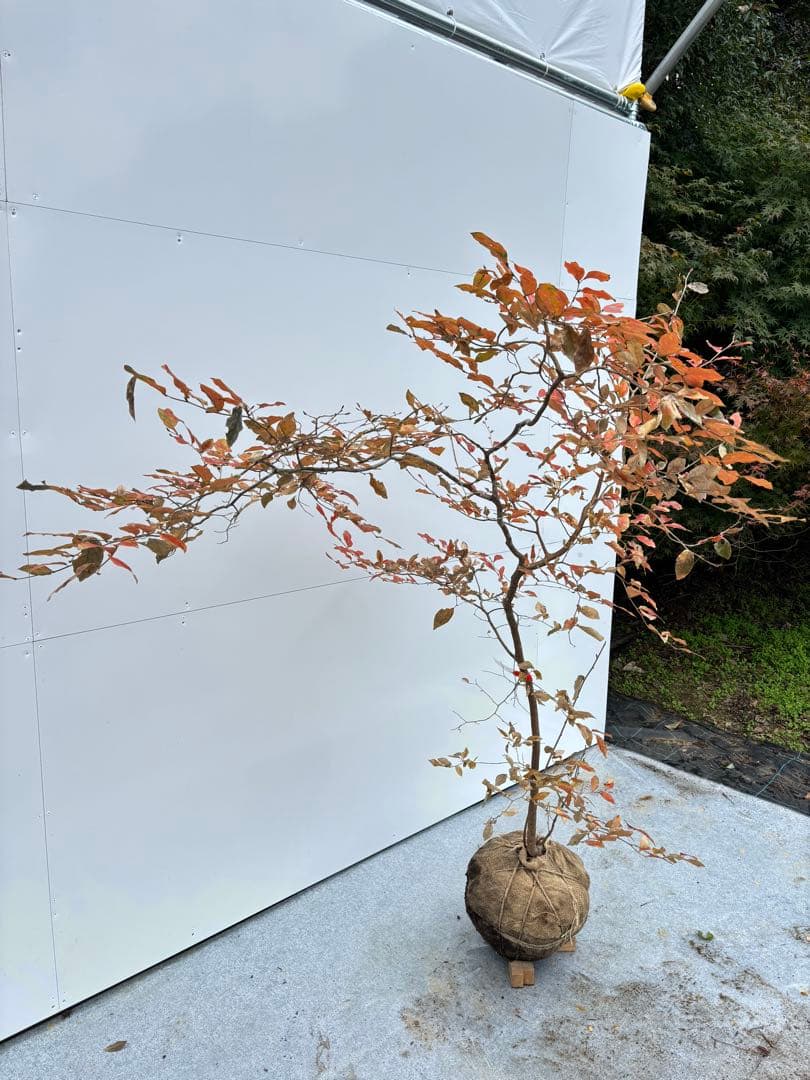 美しい紅葉 曲がり樹形 山採り ヤマコウバシ 669 樹高1.5m位 縁起担ぎ木