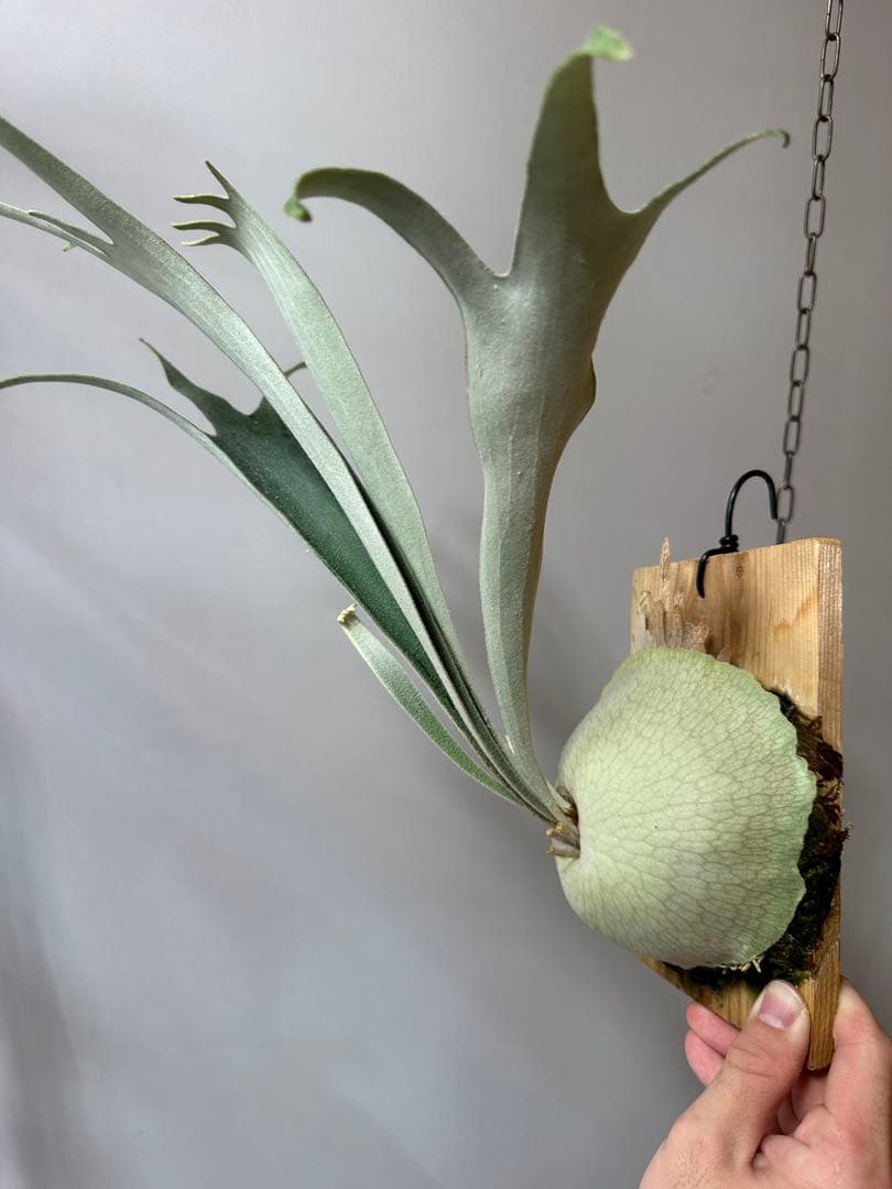 P.veitchii 'Auburn ' 子株販売　ビカクシダ