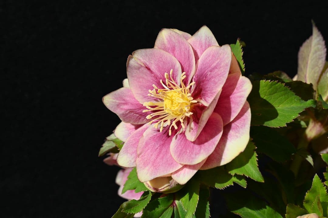 クリスマスローズ　認定プリマヴェーラゴールド　つぼみいっぱい　加藤農園