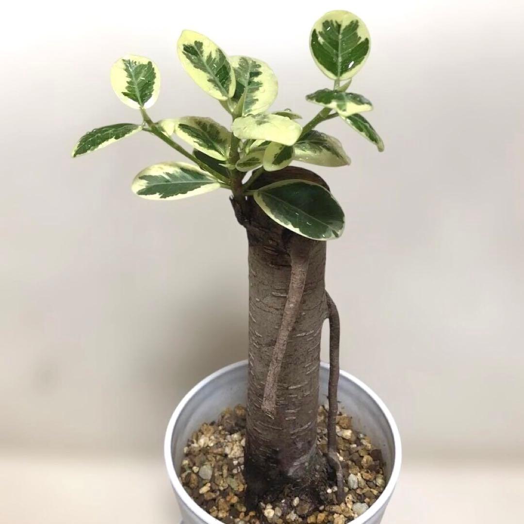 【❤︎…❤︎】　パンダ　ガジュマル　斑入り　接木