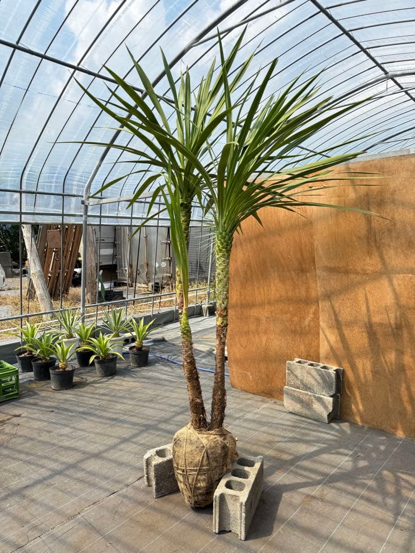 ドラセナ・ニオイシュロラン 3本立 根巻き済み 高さ約2.4m シンボルツリー