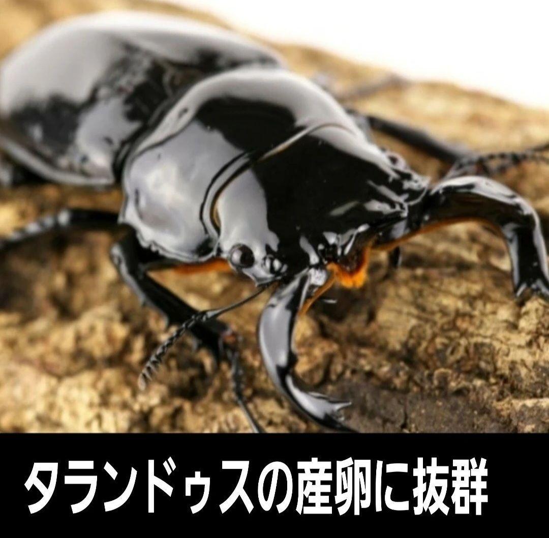 6本セット！クワガタの産卵木はコレが最強！　カワラ植菌材【特大Lサイズ】
