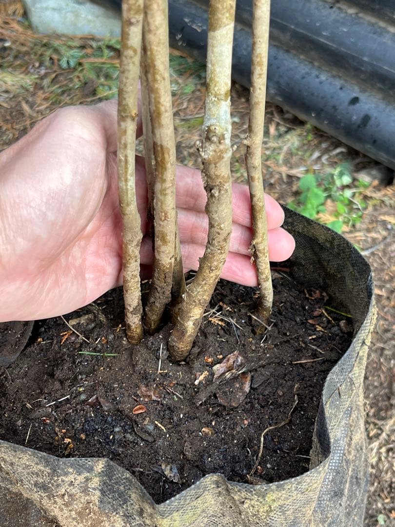 山採り天然　アオダモ　5本株立ち　12