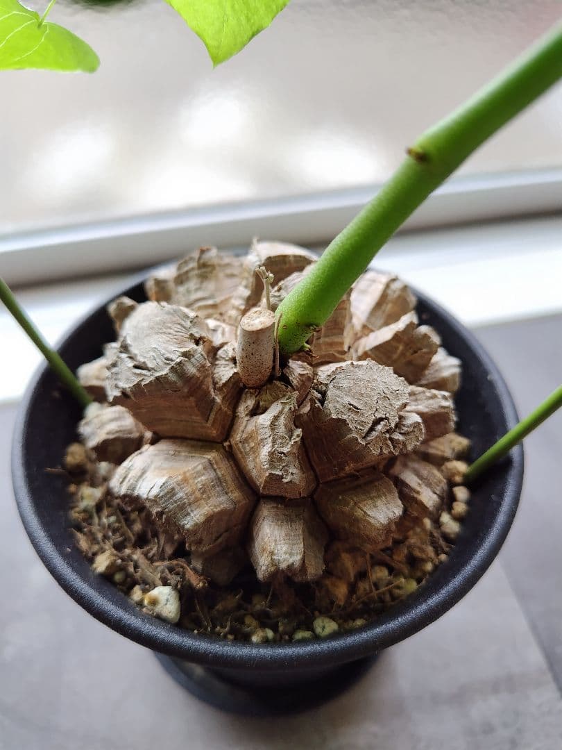 長谷川園芸亀甲竜　3.5寸