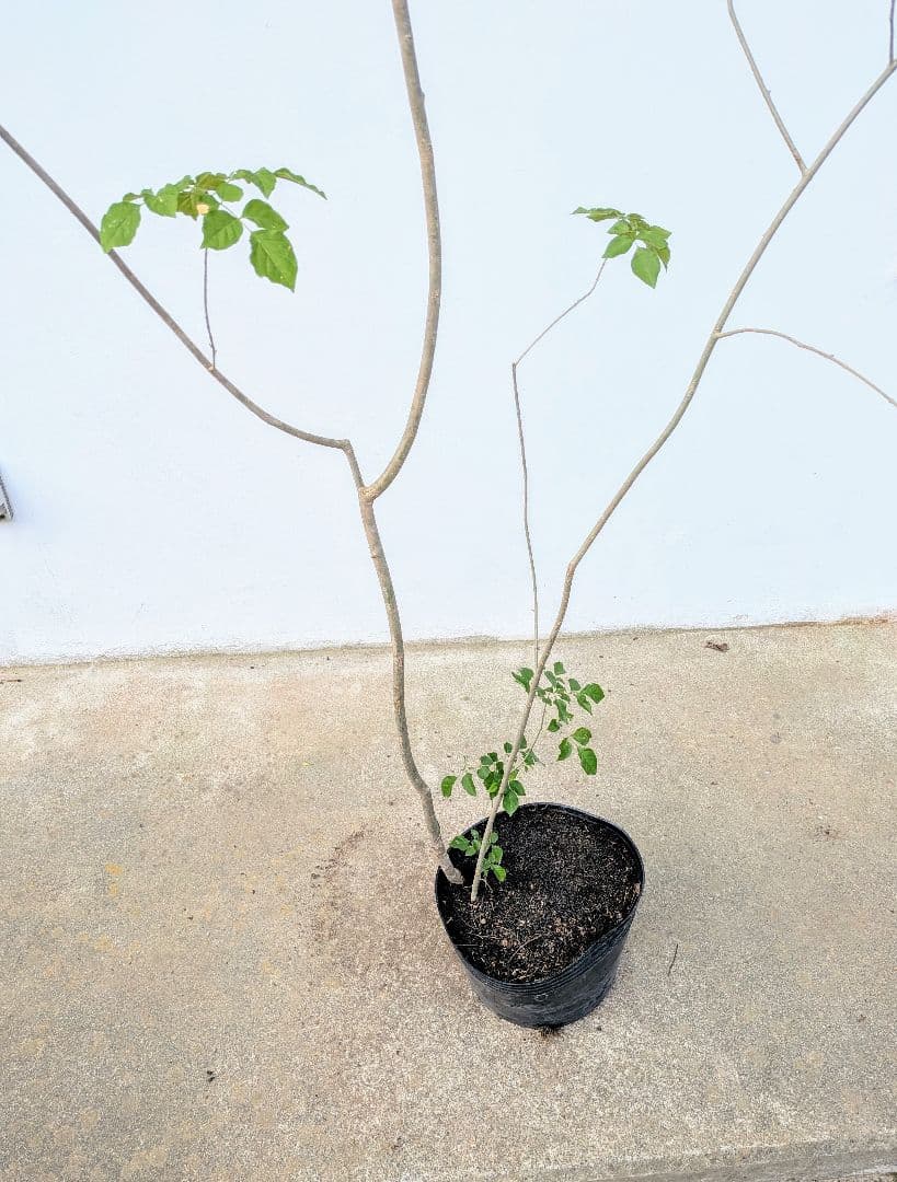 これぞ！山採り天然アオダモ。