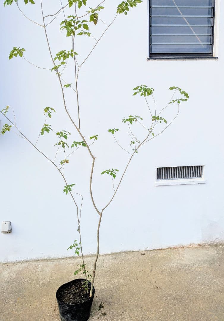 これぞ！山採り天然アオダモ。