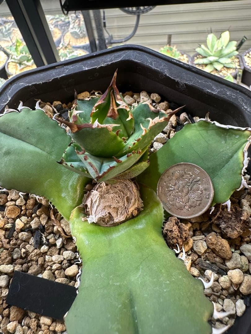 あ*き様 アガベ　dennis040 キングアーサー　特大ロゼット子株　＋おまけ