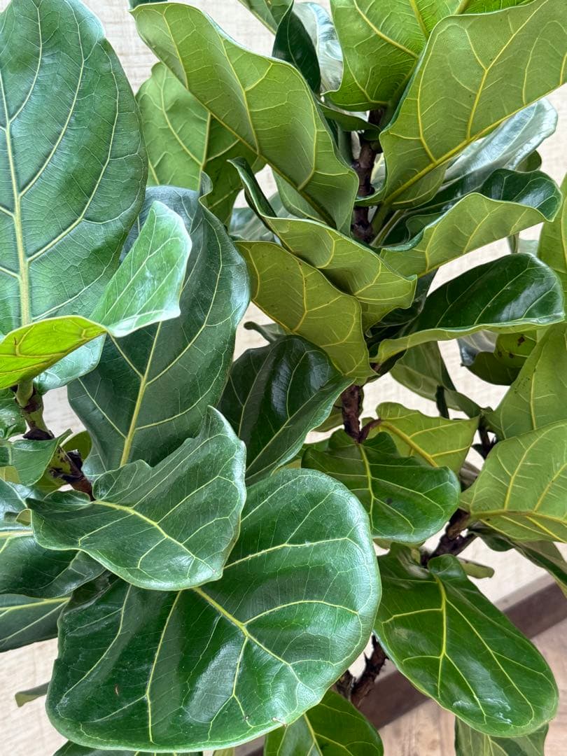 ☆ フィカス•バンビーノ♪10号 幹太 142cm 大葉 リビングサイズ♪