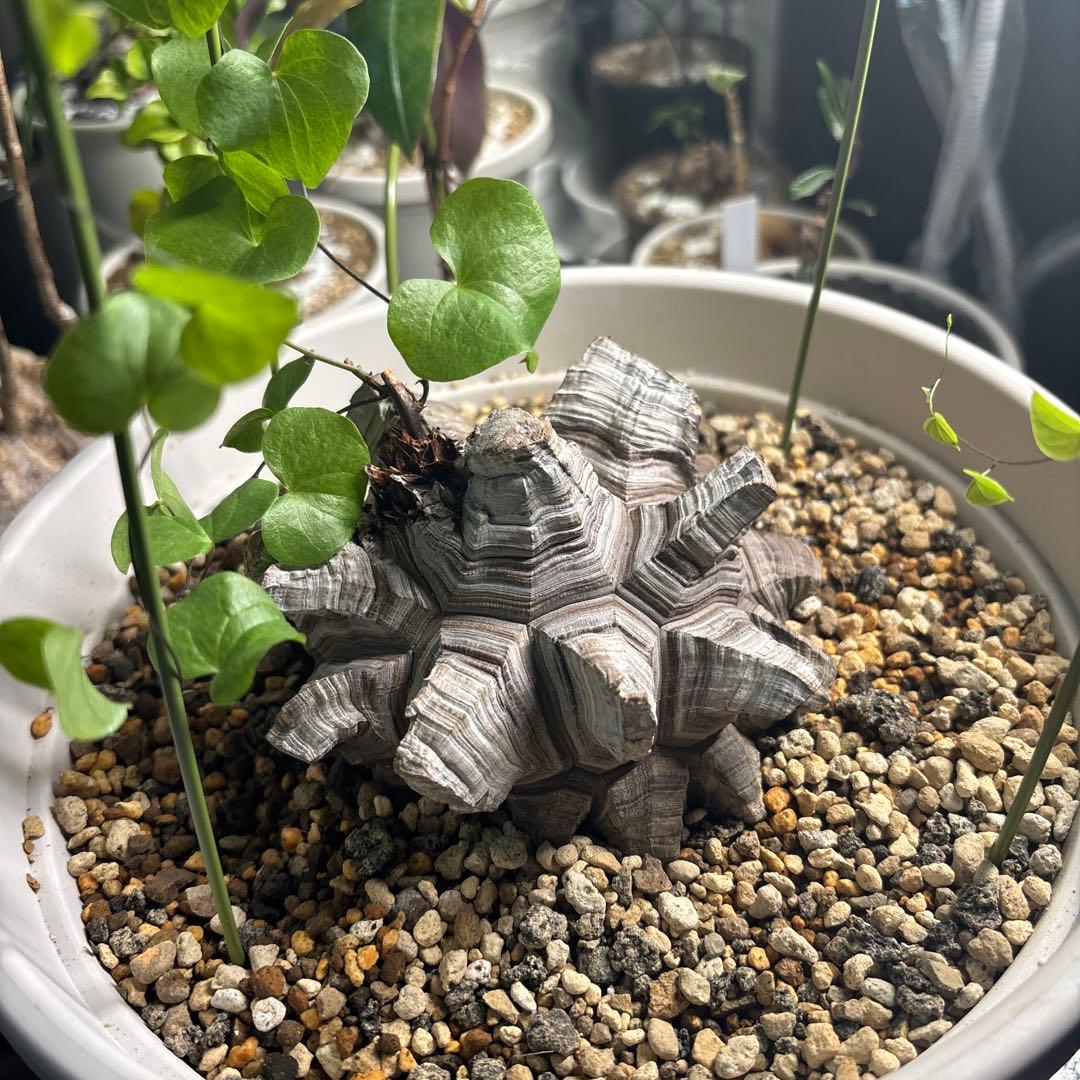 アフリカ亀甲竜　ディオスコレア　エレファンティペス