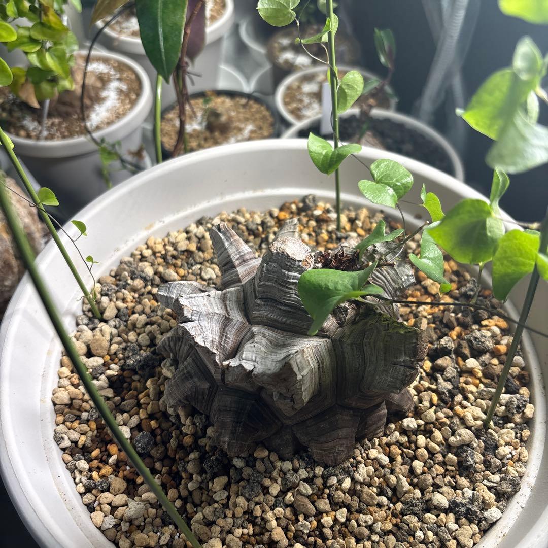 アフリカ亀甲竜　ディオスコレア　エレファンティペス