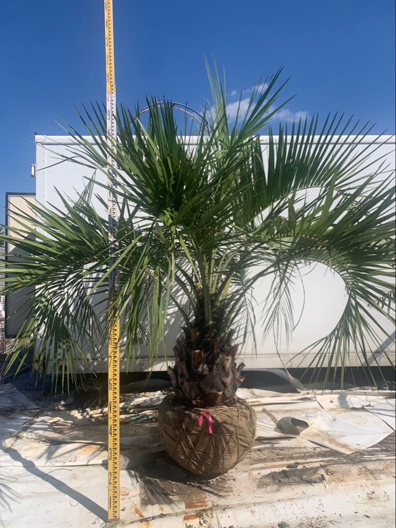 ココスヤシ　　引取限定