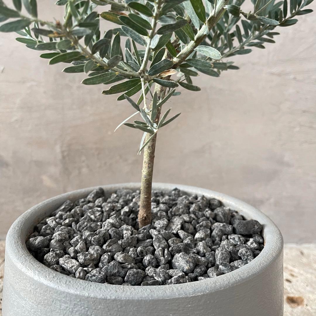 アカシア　ブルーブッシュ　シルバーリーフ　バルーン陶器鉢　植え込み発送