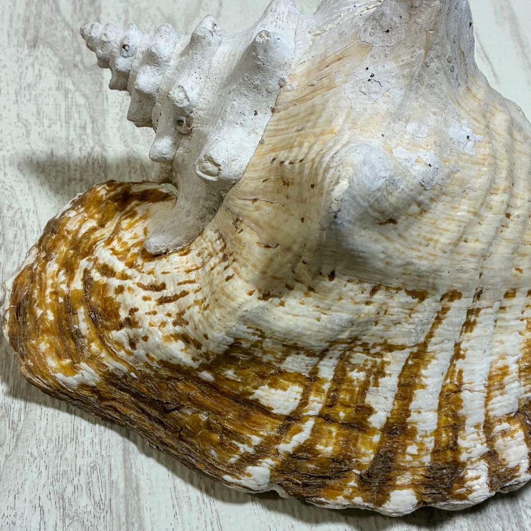 クイーンコンクシェル コンク貝 ピンク貝 24cm 希少 恋愛運 安産 家庭円満