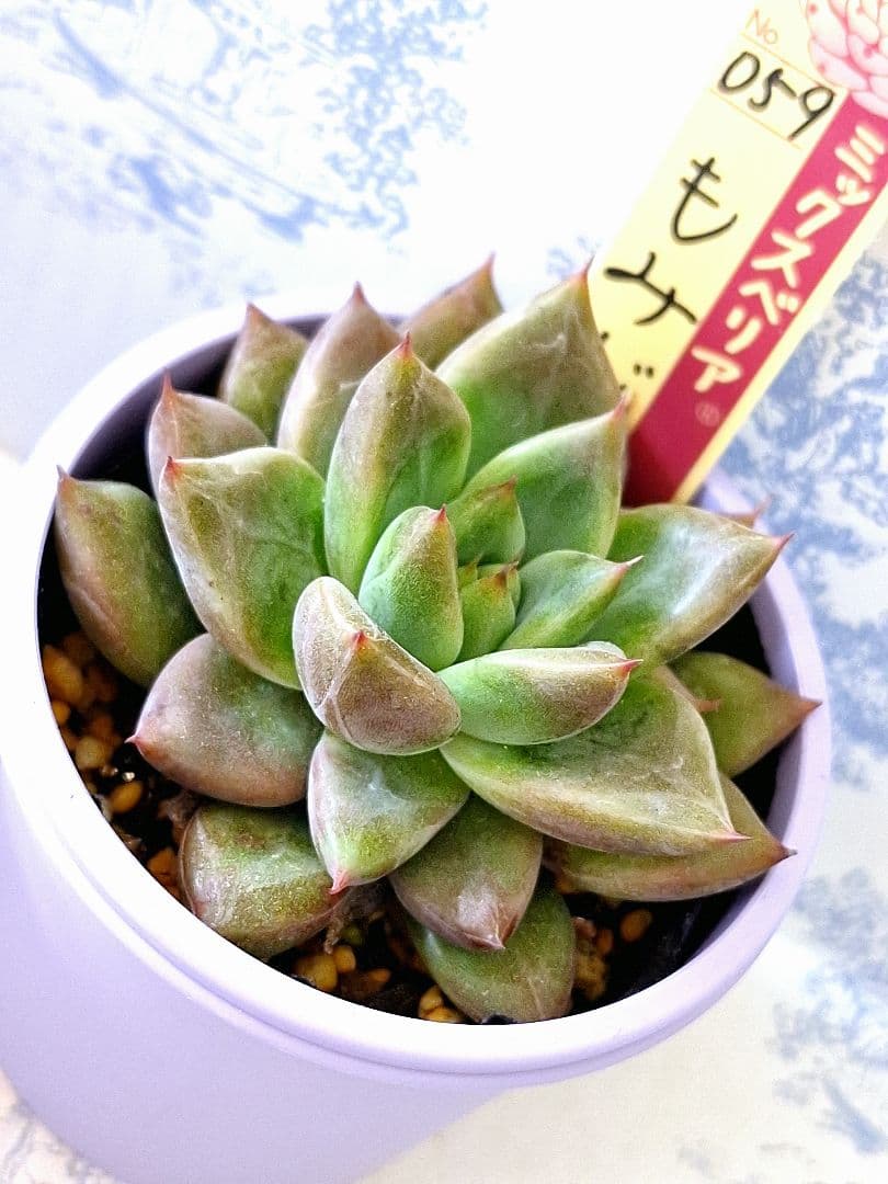 華切子迷いの森もみじ飴3点セット札付きポットごとおらいさん苗バラ売り不可