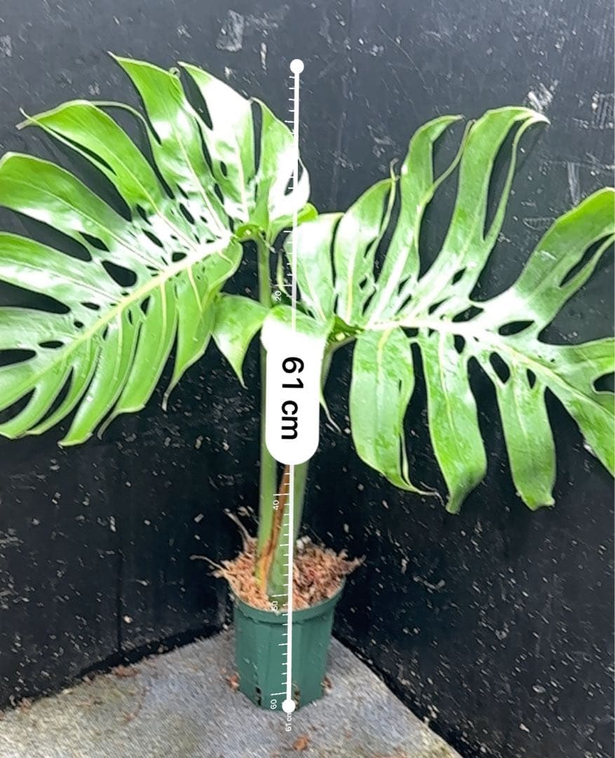 a*i様 モンステラデリシオーサマクロコズム超希少系統鉢植え61㎝