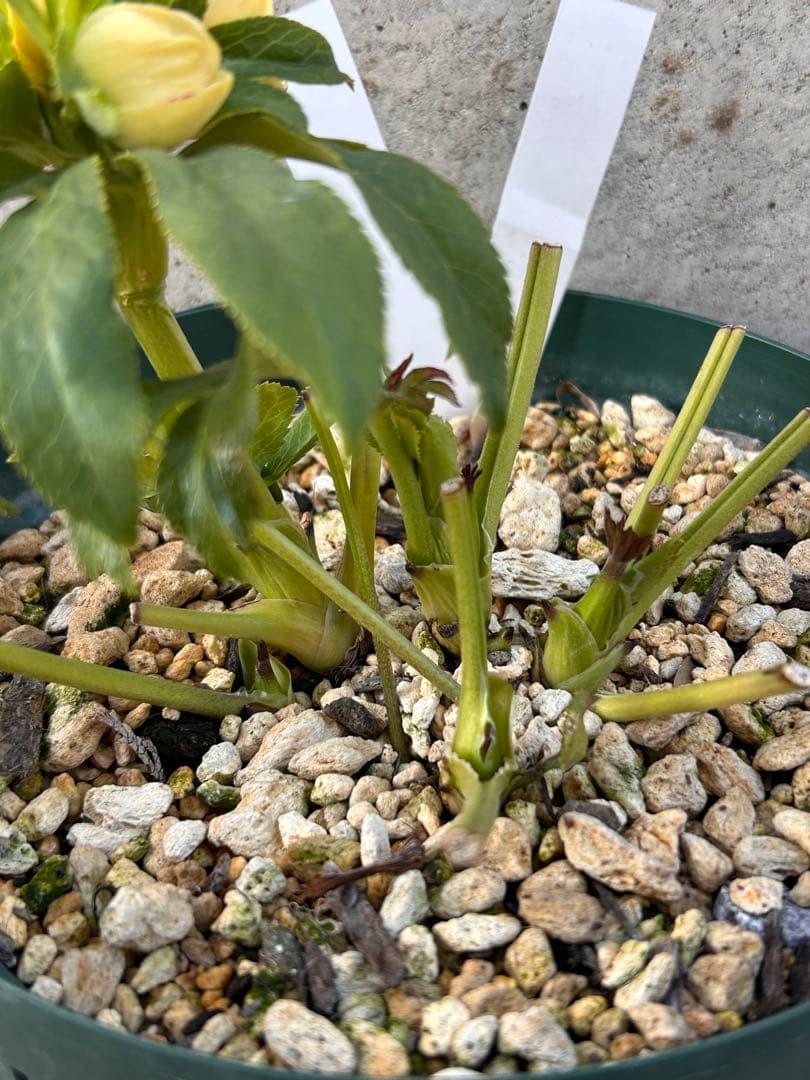 認定アフロディーテ　クリスマスローズ