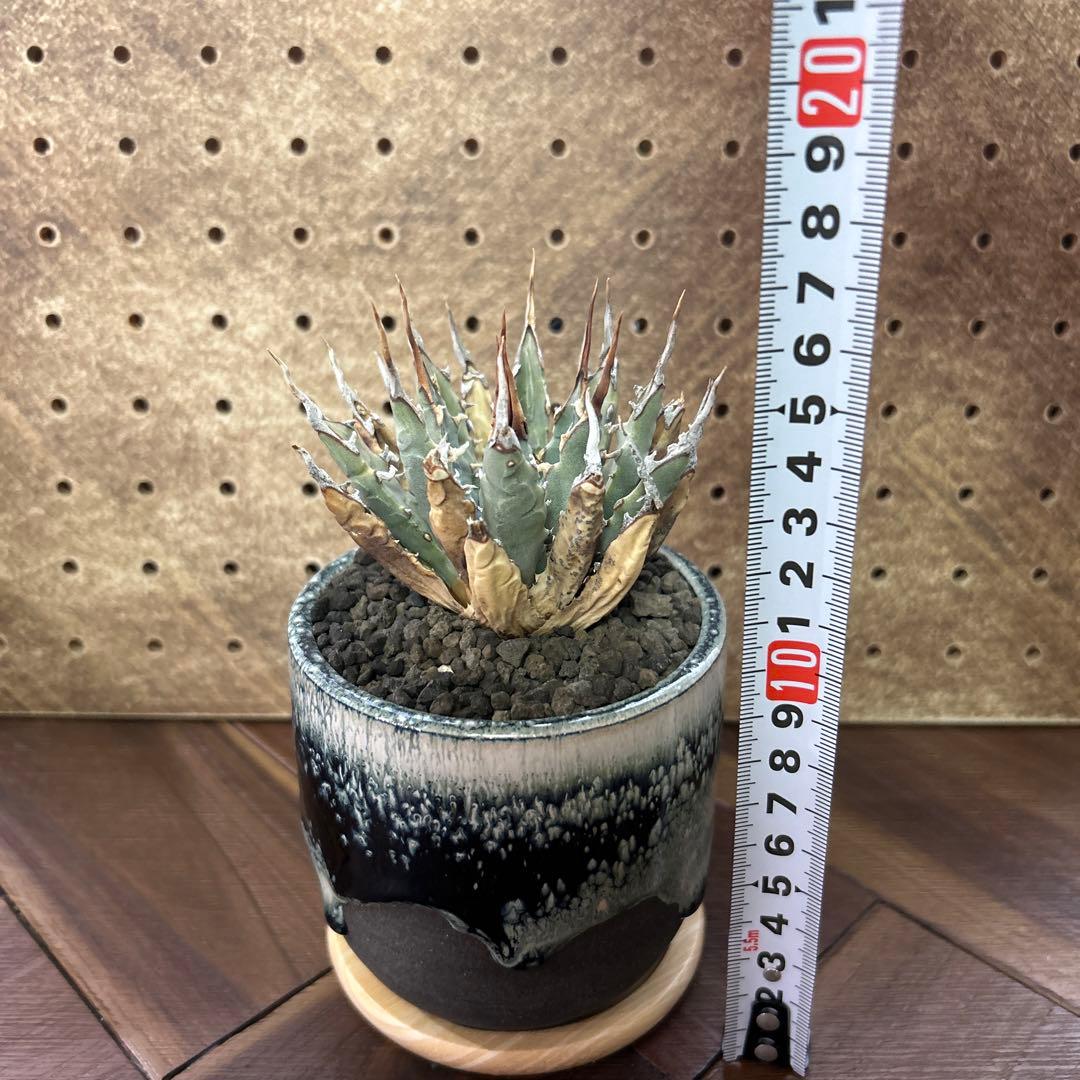 アガベ エボリスピナ ユタエンシス 現地球 × 鶴仙園 Ryuhoou pot