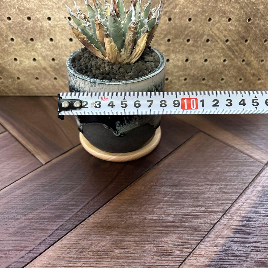 アガベ エボリスピナ ユタエンシス 現地球 × 鶴仙園 Ryuhoou pot