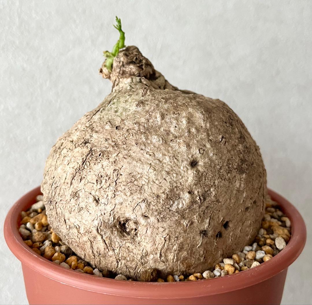 【激レア/極美/大株/塊根植物】アデニア ペナンギアナ 鉢植え