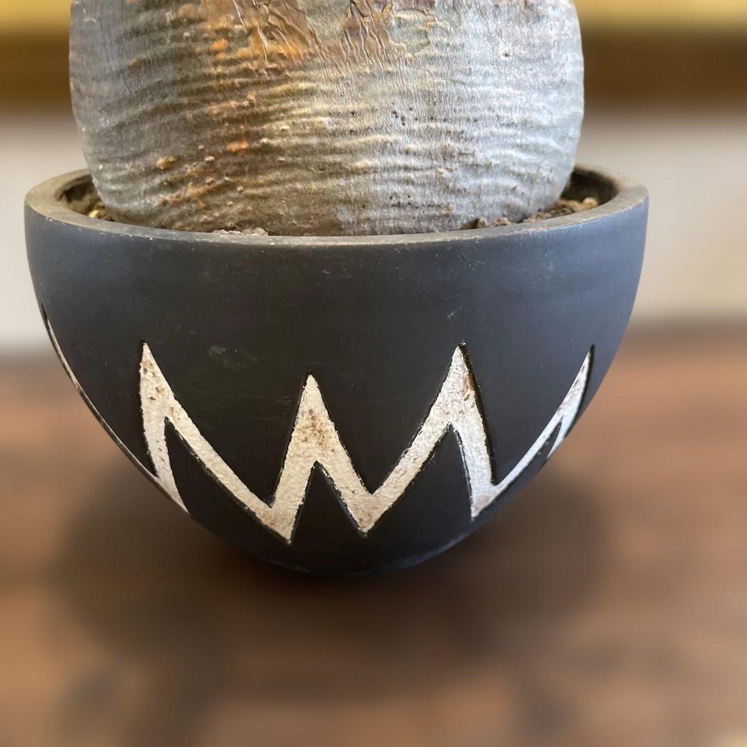 塊根植物 neighborhood SRL x invisible ink 鉢